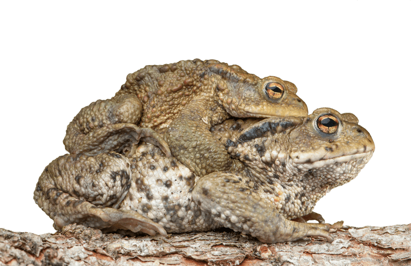 Bufonidae bufo amplexus pairing
