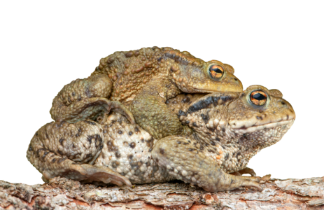 Bufonidae bufo amplexus pairing