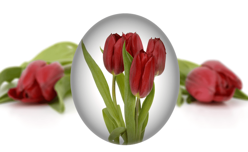 Tulips flower easter egg painting