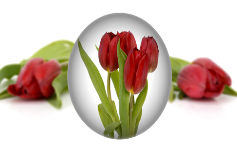 Tulips flower easter egg painting
