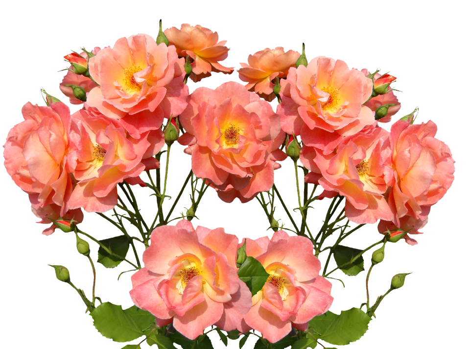 Rose bloom garden flowers