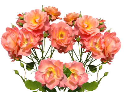Rose bloom garden flowers