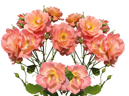 Rose bloom garden flowers