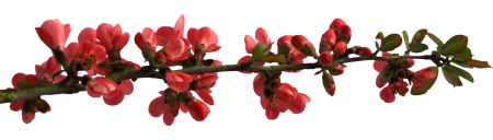 Clipping flower graphics