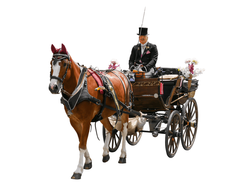 Travel nostalgia horse drawn carriage