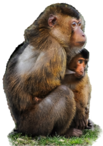 Macaque monkey animal