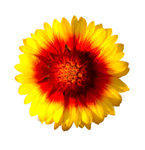 Flower fresh yellow