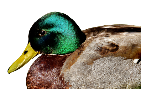 Rest drake water bird