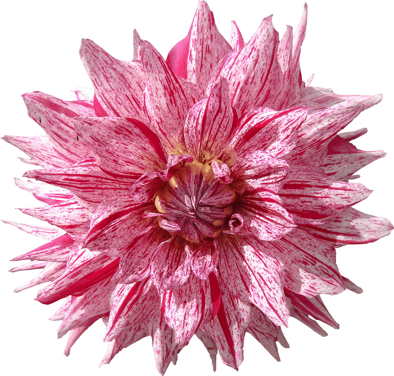 Dahlia flower red
