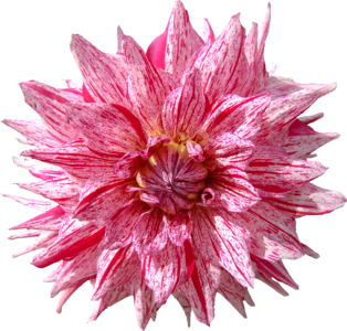 Dahlia flower red
