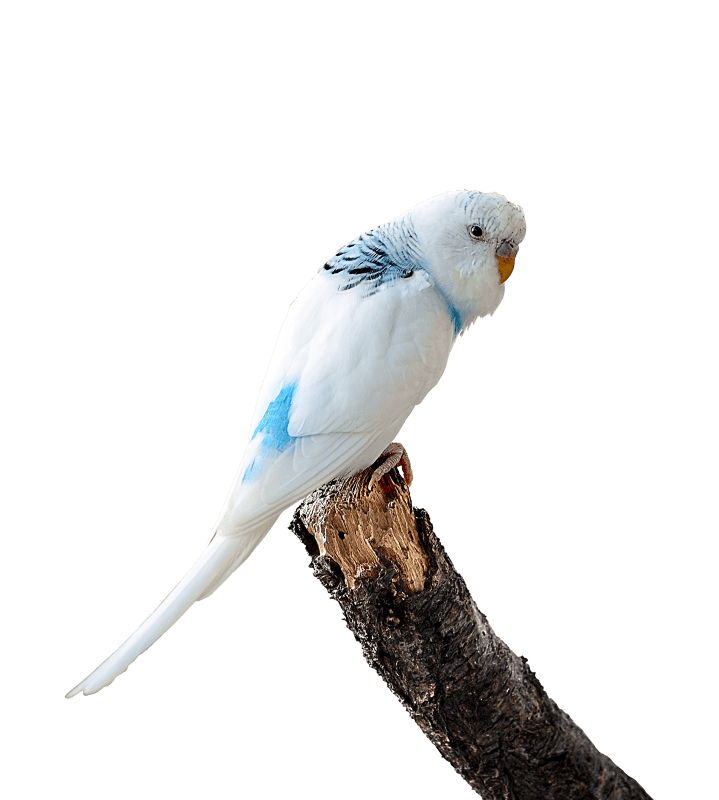 Bird ave little bird