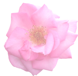 Romance flora pink