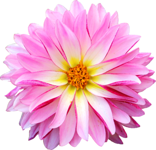 Flower pink yellow