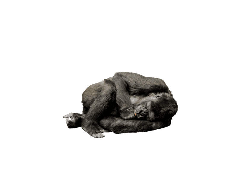 Nature mammal primate