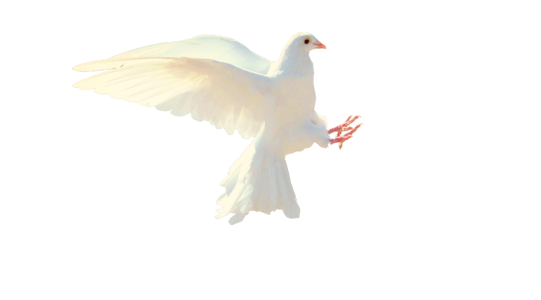 Flight bird white dove