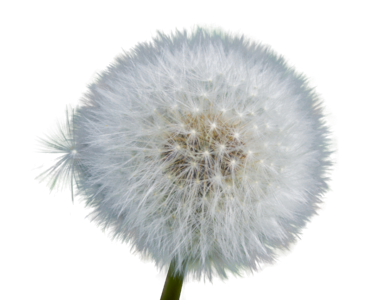 Close up nature flower