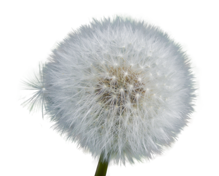 Close up nature flower