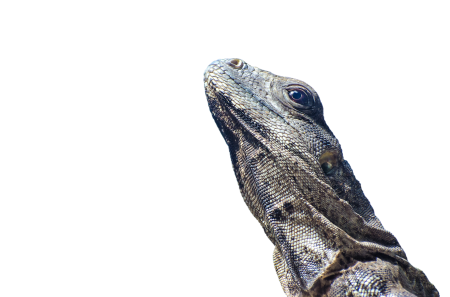 Reptile animal animal world