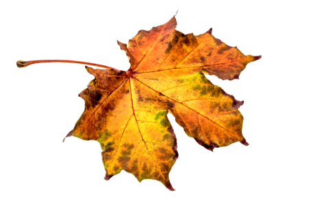 Transparent fall color colorful