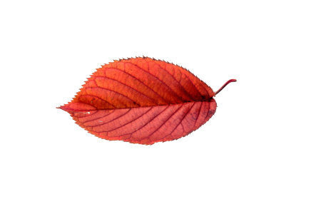 Transparent fall color colorful