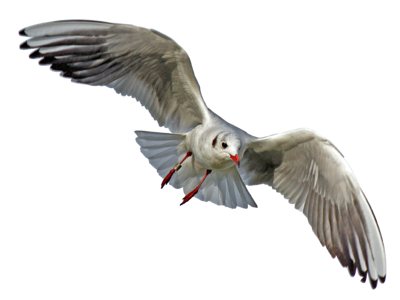 Seevogel close up flying
