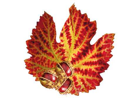 Nature october fall color