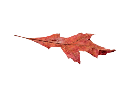 Transparent fall color colorful
