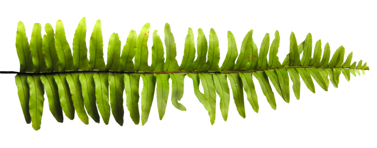 Foliage cut out isolated