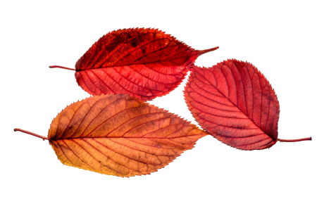 Transparent fall color colorful