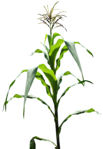 Maize field corn field