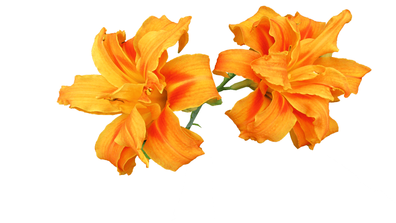 Nature isolated cutout