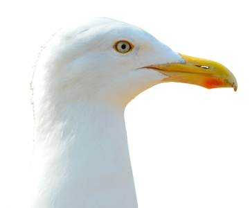 Close up seevogel bill