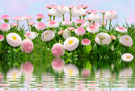 Pink flower nature pink flowers