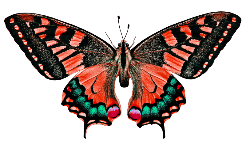 Insect flying wing