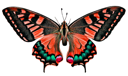 Insect flying wing