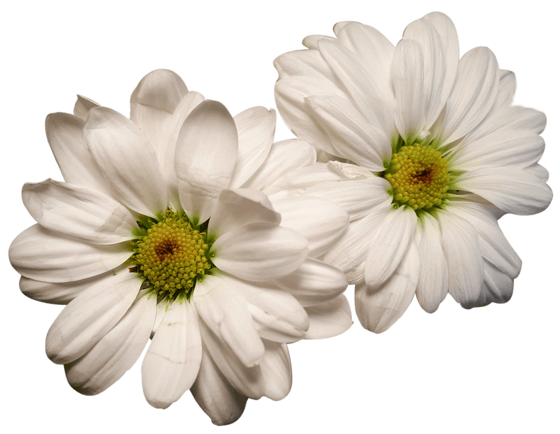 Exposed flower heads white flowers
