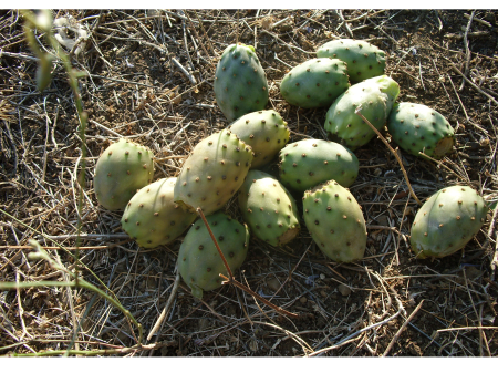 Fig barbarism fruit orland