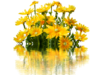 Bloom nature yellow flower