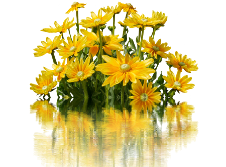 Bloom nature yellow flower