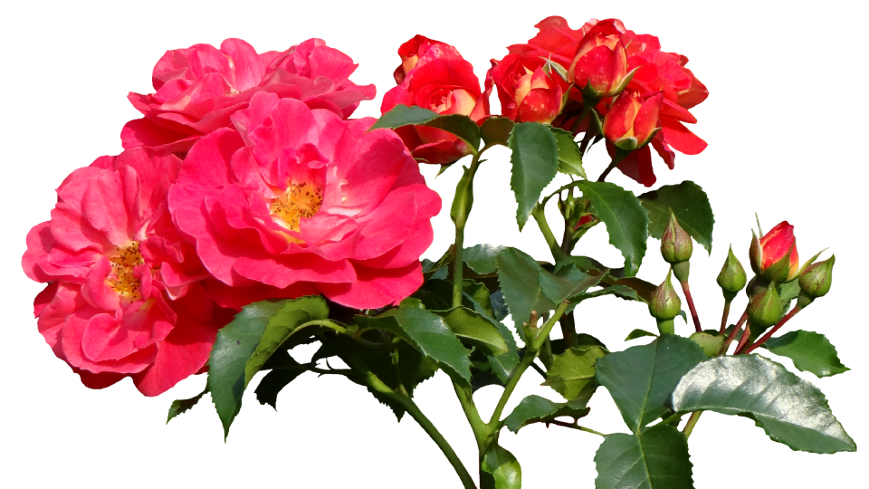 Rose bloom nature garden