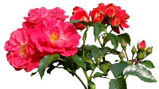 Rose bloom nature garden