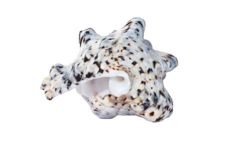 Beach vacation sea shells