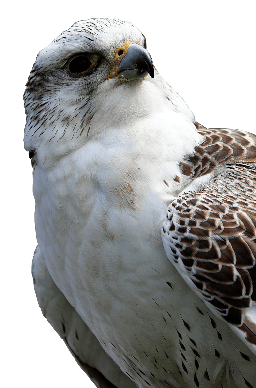 Raptor common buzzard hawk-like