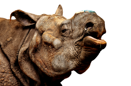 Pachyderm rhinoceros zoo