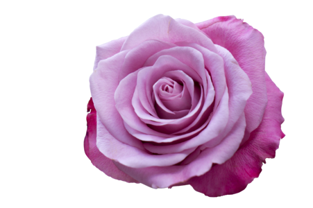 Emotion roses pink purple