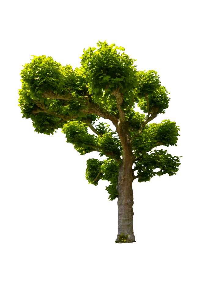 Isolated isolated tree leaves