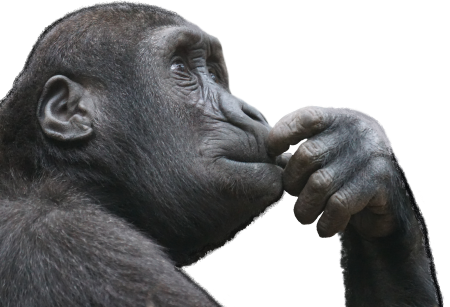 Ape monkey think