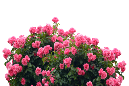 Rose bloom pink garden