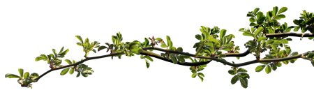 Clipping graphics branch of roses