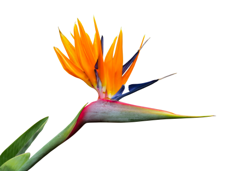Isolated strelitzia orchids garden